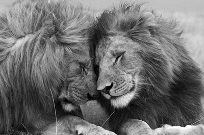 mural art lion and lioness cuddle moment