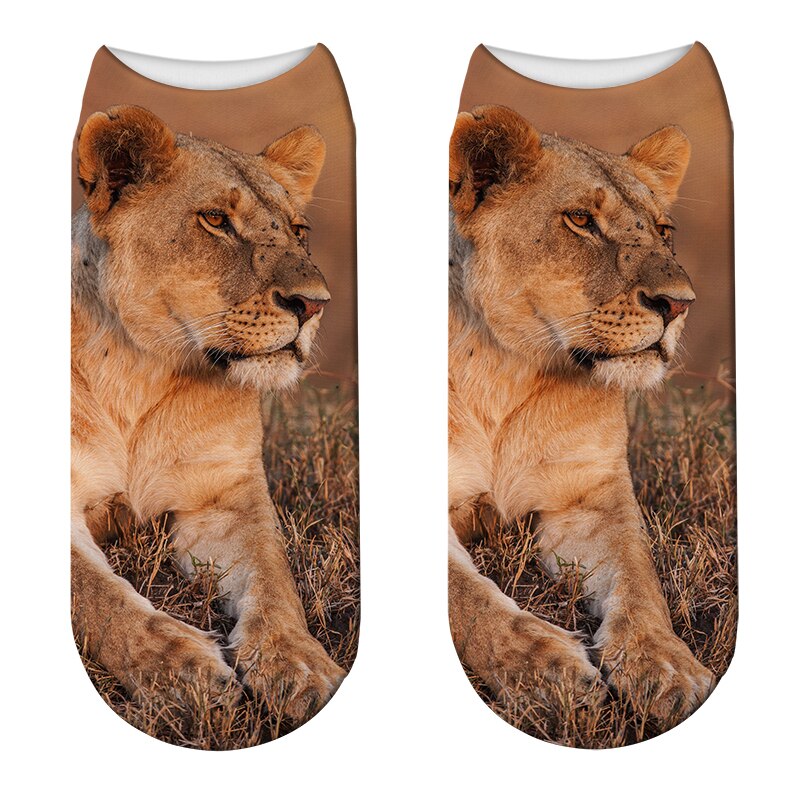sock with a lioness in the savannah