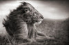 art mural lion enjoying the wind in black and white